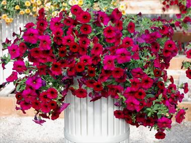 Foto de variedad de flores para ser usadas como: Maceta, patio, Tarrina de colgar Calibrachoa Supercal Magenta