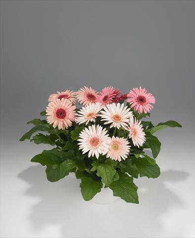 Foto de variedad de flores para ser usadas como: Maceta Gerbera jamesonii Royal Pink