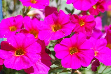 Foto de variedad de flores para ser usadas como: Maceta, patio, Tarrina de colgar Calibrachoa Supercal Pink