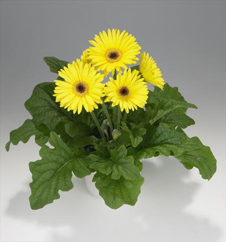 Foto de variedad de flores para ser usadas como: Tarrina de colgar / Maceta Gerbera jamesonii Royal Yellow 8131
