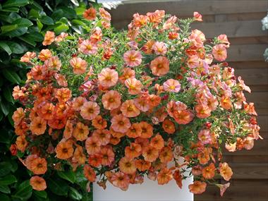 Foto de variedad de flores para ser usadas como: Maceta, patio, Tarrina de colgar Calibrachoa Supercal Terracotta