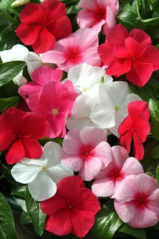 Foto de variedad de flores para ser usadas como: Maceta o cesta de trasplante Catharanthus roseus - Vinca Mediterranean Lipstick Mix XP