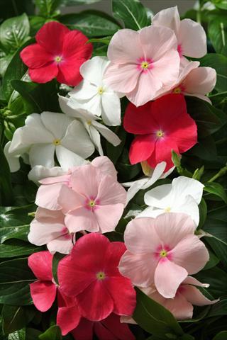 Foto de variedad de flores para ser usadas como: Maceta o cesta de trasplante Catharanthus roseus - Vinca Mediterranean Peach Colada Mix XP