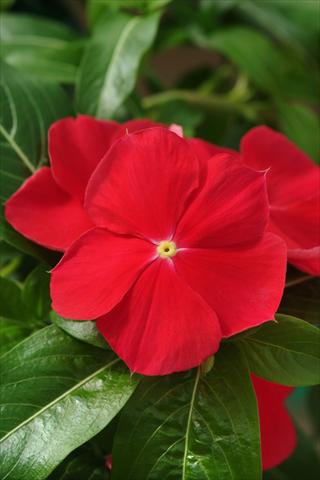 Foto de variedad de flores para ser usadas como: Maceta o cesta de trasplante Catharanthus roseus - Vinca Mediterranean Red XP