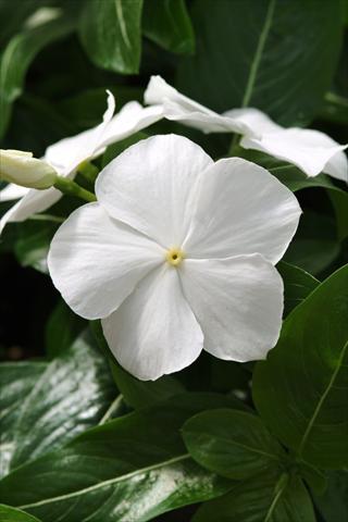Foto de variedad de flores para ser usadas como: Maceta o cesta de trasplante Catharanthus roseus - Vinca Mediterranean White XP