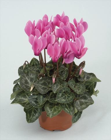 Foto de variedad de flores para ser usadas como: Maceta y planta de temporada Cyclamen persicum Midori Pink