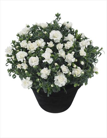 Foto de variedad de flores para ser usadas como: Maceta Dianthus Moonstone