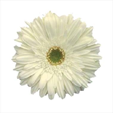 photo of flower to be used as: Cutflower Gerbera jamesonii Navona