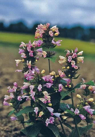 Foto de variedad de flores para ser usadas como: Planta de temporada / borde del macizo Nepeta subsessilis Pink Dreams
