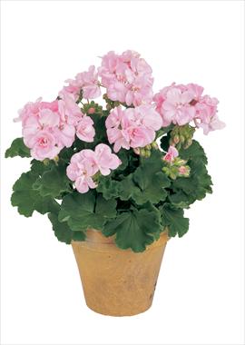 Foto de variedad de flores para ser usadas como: Maceta o Tarrina de colgar Pelargonium zonale Trend Rose