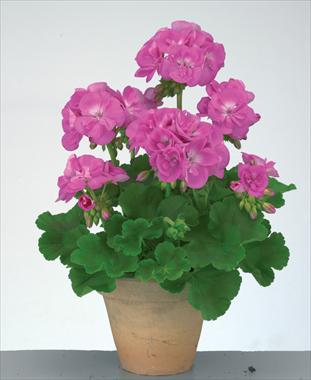 Foto de variedad de flores para ser usadas como: Maceta o Tarrina de colgar Pelargonium zonale Trend Lavender