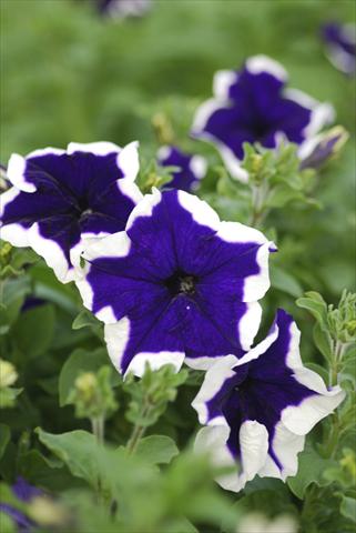 Foto de variedad de flores para ser usadas como: Maceta, patio, Tarrina de colgar Petunia Niagara Sinai