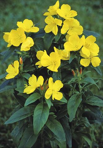 Foto de variedad de flores para ser usadas como: Planta de temporada / borde del macizo Oenothera  pilosella Yella Fella