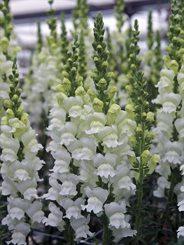 Foto de variedad de flores para ser usadas como: Maceta y planta de temporada Antirrhinum majus Opus Fresh White