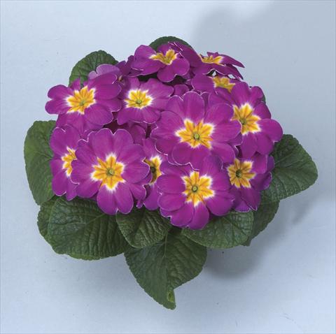 Foto de variedad de flores para ser usadas como: Maceta, planta de temporada, patio Primula acaulis, veris, vulgaris Orion Lilac Pot