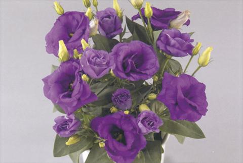 Foto de variedad de flores para ser usadas como: Maceta y planta de temporada Lisianthus (Eustoma rusellianum) Rosie Lavender Blue