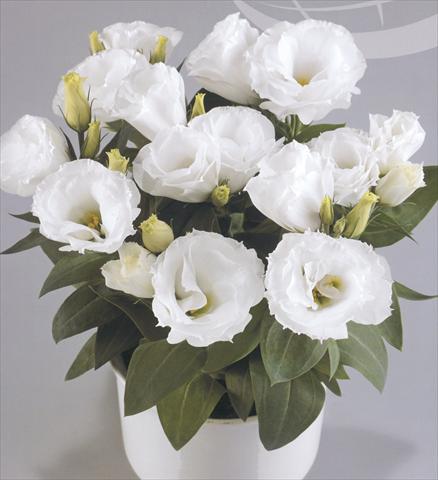 Foto de variedad de flores para ser usadas como: Maceta y planta de temporada Lisianthus (Eustoma rusellianum) Rosie White