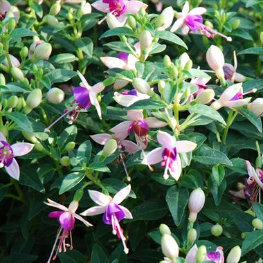 Foto de variedad de flores para ser usadas como: Maceta Fuchsia Shadowdancer™ Viona