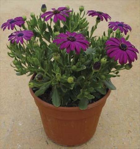 Foto de variedad de flores para ser usadas como: Maceta y planta de temporada Osteospermum Astra Dark Copper