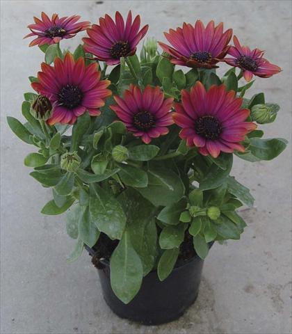 Foto de variedad de flores para ser usadas como: Maceta y planta de temporada Osteospermum Astra Red Copper