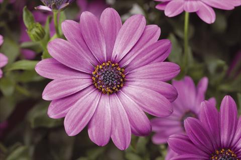 Foto de variedad de flores para ser usadas como: Maceta y planta de temporada Osteospermum Tradewinds® Light Purple