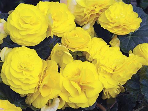 Foto de variedad de flores para ser usadas como: Maceta, planta de temporada, patio Begonia tuberhybrida GoGo Yellow Imp