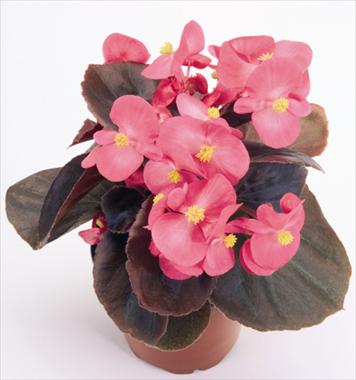Foto de variedad de flores para ser usadas como: Maceta y planta de temporada Begonia semperflorens Nightlife Deep Rose