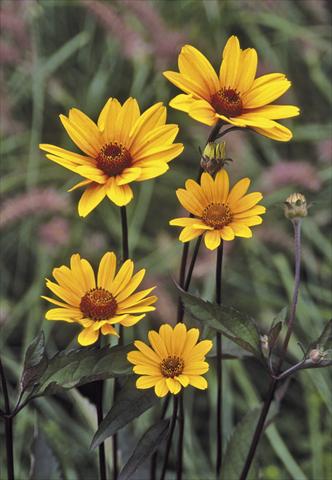 Foto de variedad de flores para ser usadas como: Planta de temporada / borde del macizo Heliopsis helianthoides Summer Nights