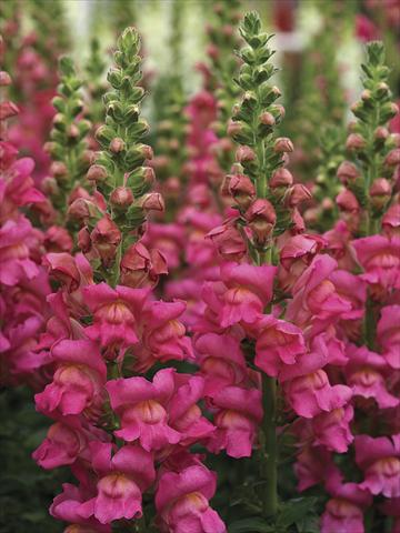 Foto de variedad de flores para ser usadas como: Maceta y planta de temporada Antirrhinum majus Overture II Rose