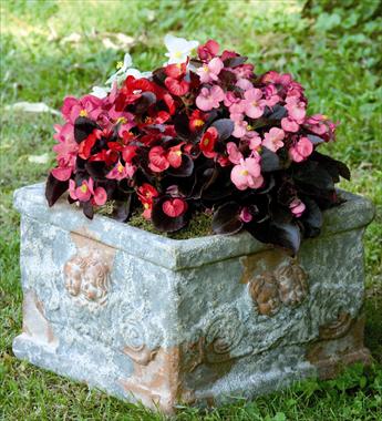 Foto de variedad de flores para ser usadas como: Maceta y planta de temporada Begonia semperflorens Nightlife Mix