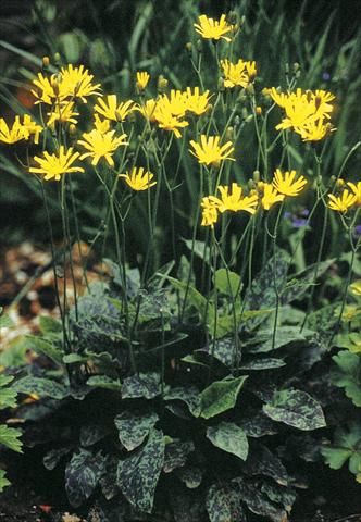 Foto de variedad de flores para ser usadas como: Planta de temporada / borde del macizo Hieracium maculatum (spilophaeum) Leopard