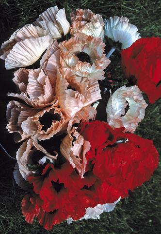 Foto de variedad de flores para ser usadas como: Planta de temporada / borde del macizo Papaver orientale Haremstraum