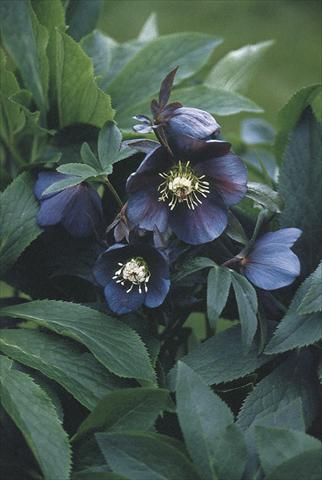 Foto de variedad de flores para ser usadas como: Planta de temporada / borde del macizo Helleborus Orientalis-Hybr. Blue Metallic Lady