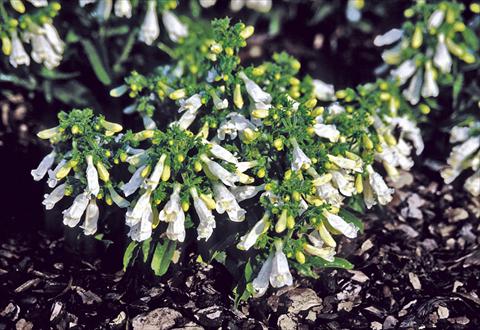 Foto de variedad de flores para ser usadas como: Planta de temporada / borde del macizo Penstemon hirsutus var. pygmeus f. albus Penstemon f. albus