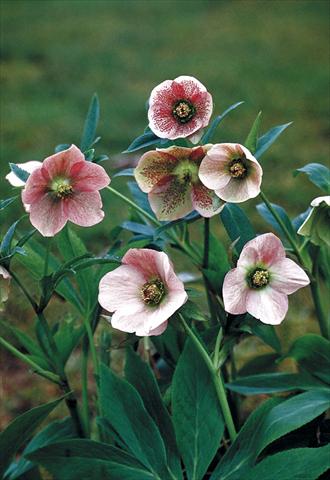 Foto de variedad de flores para ser usadas como: Planta de temporada / borde del macizo Helleborus Orientalis-Hybr. Pink Lady