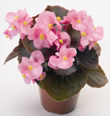 Foto de variedad de flores para ser usadas como: Maceta y planta de temporada Begonia semperflorens Nightlife Pink