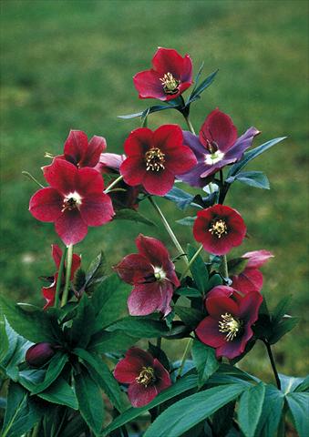 Foto de variedad de flores para ser usadas como: Planta de temporada / borde del macizo Helleborus Orientalis-Hybr. Red Lady