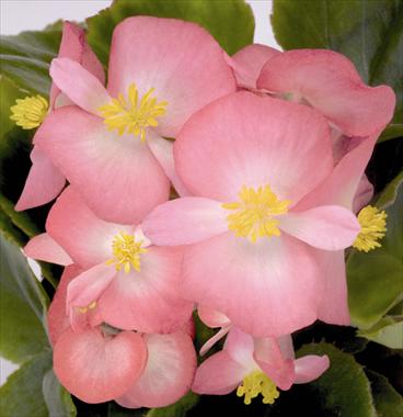 Foto de variedad de flores para ser usadas como: Maceta y planta de temporada Begonia semperflorens Sprint Blush