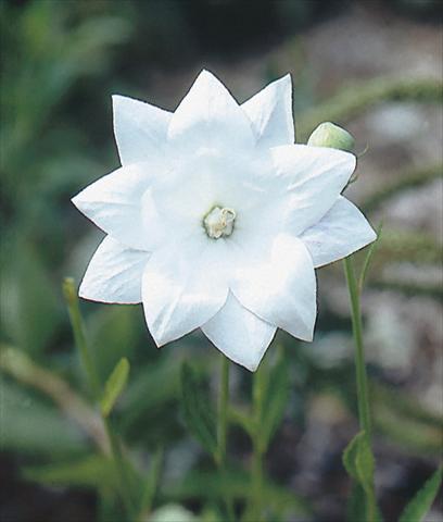 Foto de variedad de flores para ser usadas como: Planta de temporada / borde del macizo Platycodon grandiflorus Hakone White
