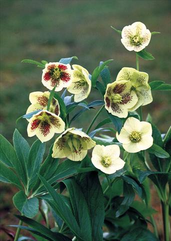 Foto de variedad de flores para ser usadas como: Planta de temporada / borde del macizo Helleborus Orientalis-Hybr. Yellow Lady