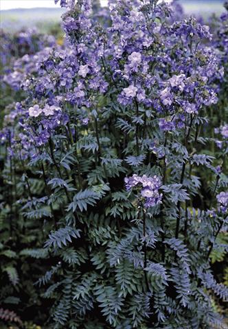 Foto de variedad de flores para ser usadas como: Maceta y planta de temporada Polemonium yezoense Purple Rain Strain
