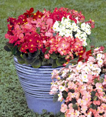 Foto de variedad de flores para ser usadas como: Maceta y planta de temporada Begonia semperflorens Sprint Mix