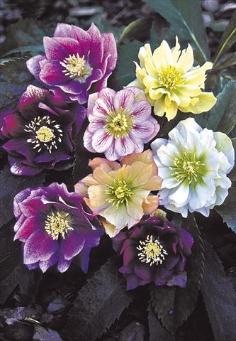 Foto de variedad de flores para ser usadas como: Planta de temporada / borde del macizo Helleborus Orientalis-Hybr. Double Ladies Mixed