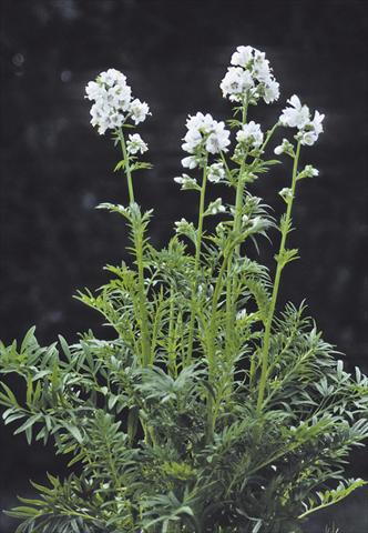 Foto de variedad de flores para ser usadas como: Planta de temporada / borde del macizo Polemonium caeruleum Filigree Clouds