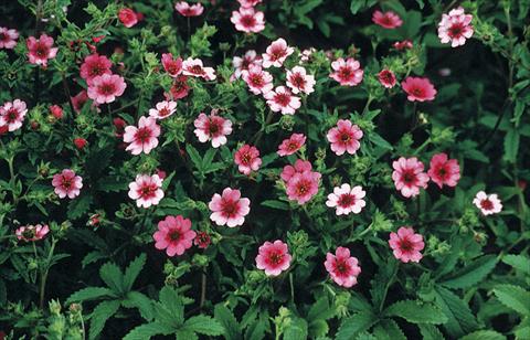 Foto de variedad de flores para ser usadas como: Planta de temporada / borde del macizo Potentilla nepalensis Shogran