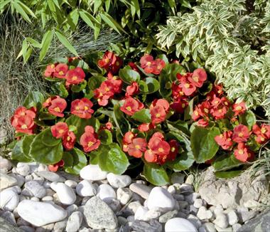 Foto de variedad de flores para ser usadas como: Maceta y planta de temporada Begonia semperflorens Sprint Scarlet