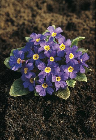 Foto de variedad de flores para ser usadas como: Maceta y planta de temporada Primula x pruhoniciana Bergfrühling® Blue