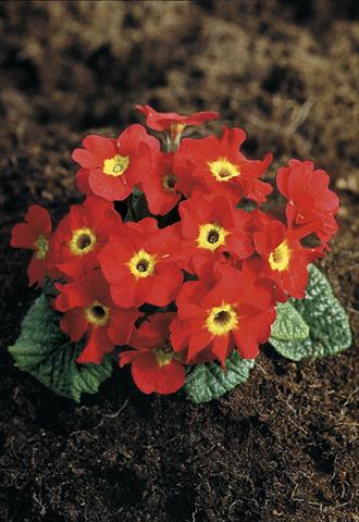 Foto de variedad de flores para ser usadas como: Maceta y planta de temporada Primula x pruhoniciana Bergfrühling® Red