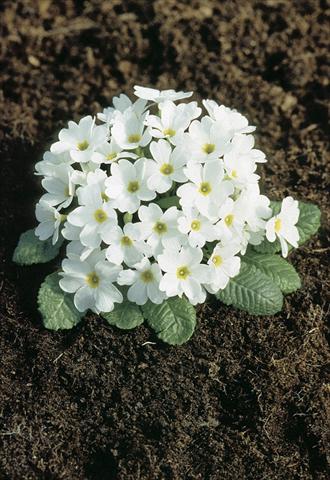 Foto de variedad de flores para ser usadas como: Maceta y planta de temporada Primula x pruhoniciana Bergfrühling® White