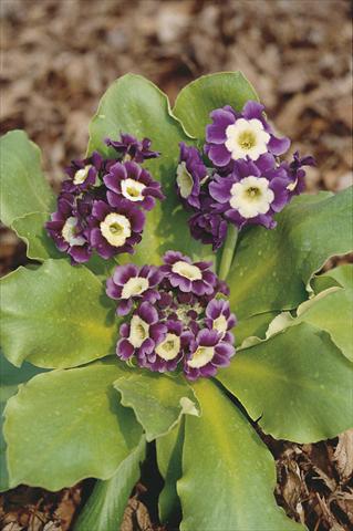 Foto de variedad de flores para ser usadas como: Maceta y planta de temporada Primula x pubescens Exhibition Blue
